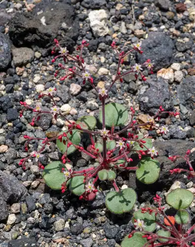 Foto dokumenter Johanneshowellia crateriorum