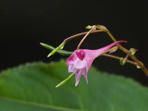 Foto dokumenter Impatiens devolii