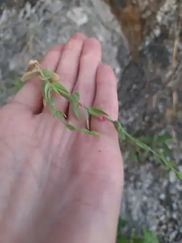 Foto dokumenter Schenkia spicata