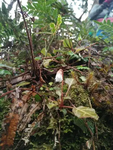 Foto dokumenter Shortia rotundifolia