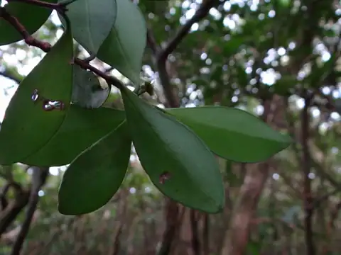 Foto dokumenter Microtropis japonica