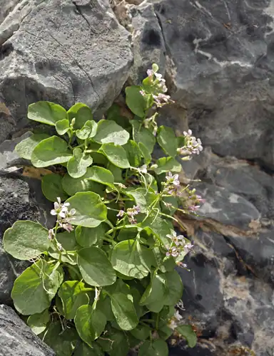Foto dokumenter Hesperidanthus jaegeri