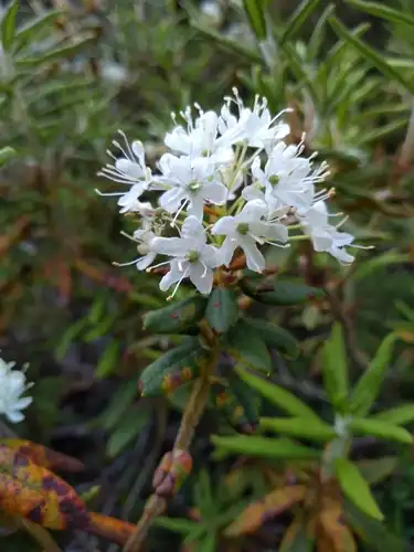 Foto dokumenter Rhododendron groenlandicum