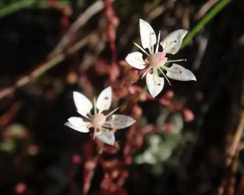 Foto dokumenter Micranthes bryophora