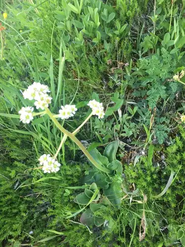 Foto dokumenter Micranthes hitchcockiana