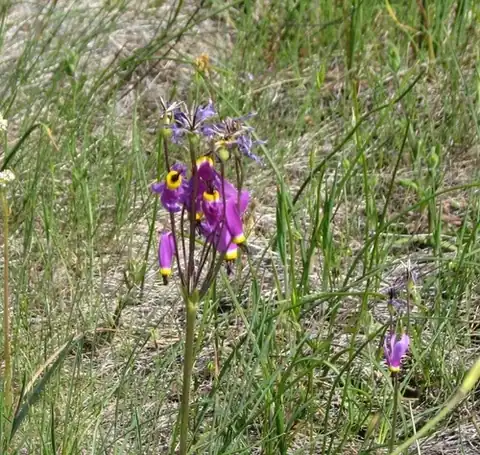 Foto dokumenter Primula poetica