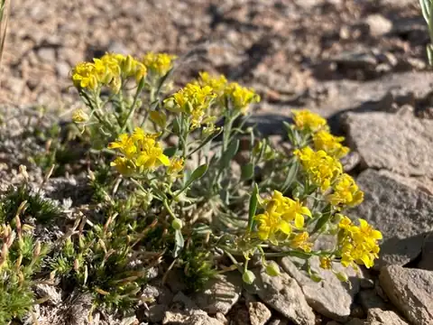 Foto dokumenter Physaria pachyphylla