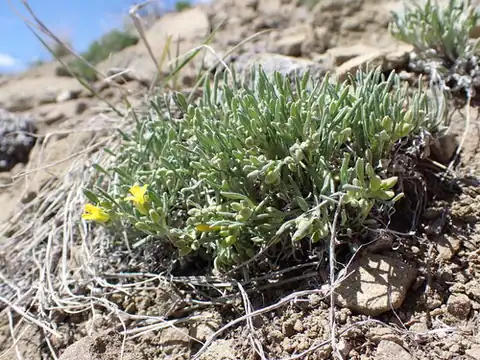 Foto dokumenter Physaria pycnantha