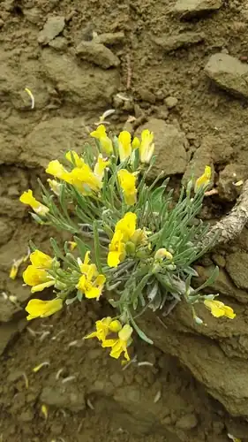 Foto dokumenter Physaria spatulata