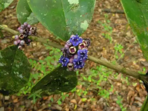 Foto dokumenter Memecylon caeruleum