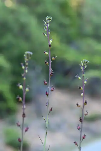Foto dokumenter Streptanthus longisiliquus