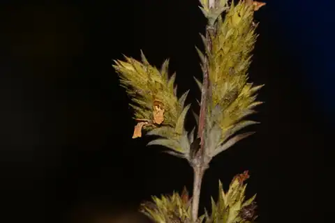 Foto dokumenter Lepidagathis rigida