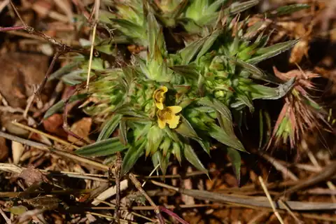 Foto dokumenter Lepidagathis lutea