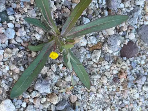 Foto dokumenter Tetrapteron palmeri