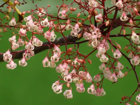 Foto dokumenter Sterculia monosperma