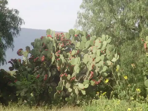 Foto dokumenter Opuntia streptacantha