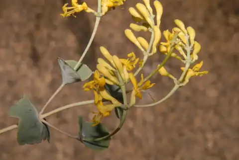 Foto dokumenter Lonicera interrupta