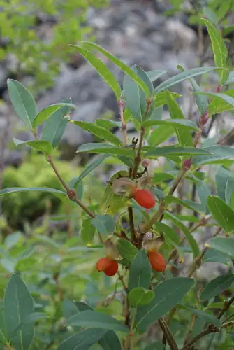 Foto dokumenter Lonicera hispida