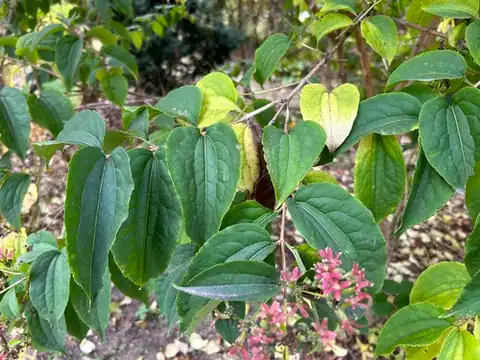 Foto dokumenter Heptacodium miconioides