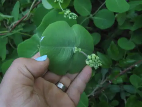Foto dokumenter Lonicera reticulata