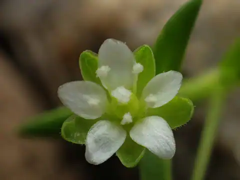 Foto dokumenter Sagina japonica