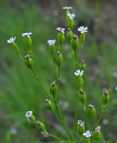Foto dokumenter Silene antirrhina