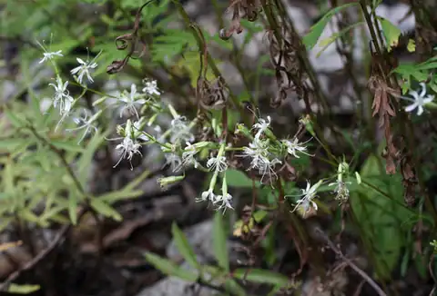 Foto dokumenter Silene foliosa
