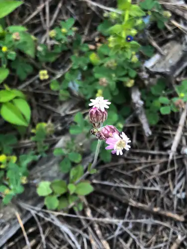 Foto dokumenter Silene aprica