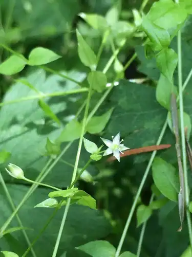 Foto dokumenter Stellaria crispa