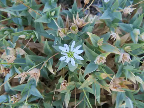 Foto dokumenter Stellaria ruscifolia