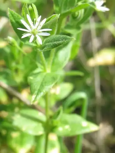 Foto dokumenter Stellaria littoralis