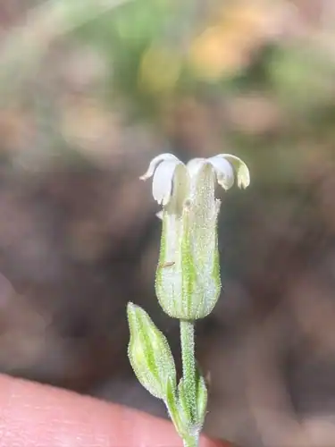 Foto dokumenter Silene aperta