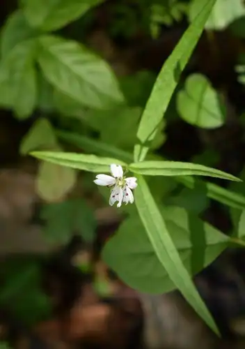 Foto dokumenter Pseudostellaria sylvatica