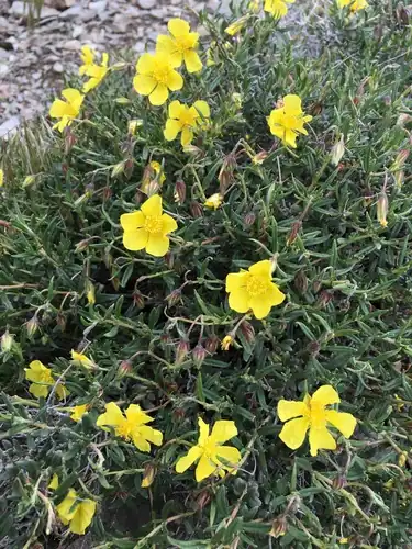 Foto dokumenter Helianthemum songaricum