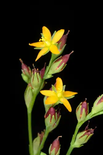 Foto dokumenter Hypericum canadense