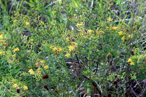 Foto dokumenter Hypericum brachyphyllum