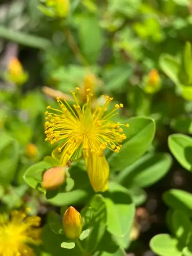 Foto dokumenter Hypericum buckleyi