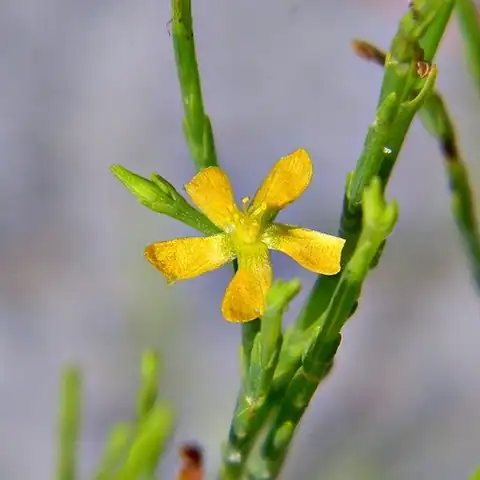 Foto dokumenter Hypericum gentianoides