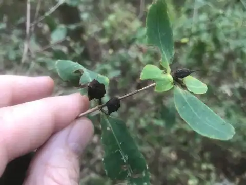 Foto dokumenter Hypericum frondosum