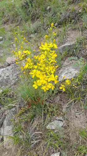 Foto dokumenter Hypericum elongatum