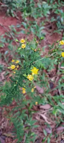 Foto dokumenter Hypericum brasiliense
