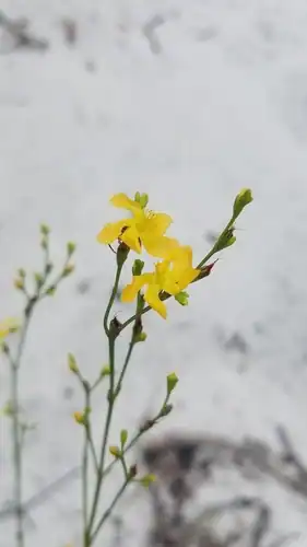 Foto dokumenter Hypericum cumulicola