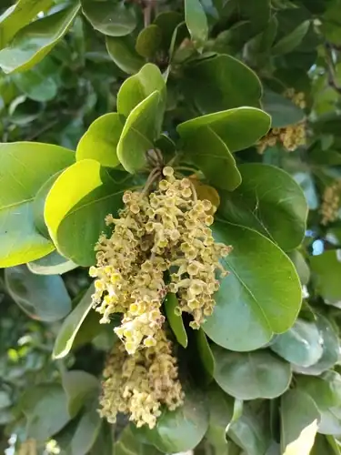 Foto dokumenter Terminalia buceras