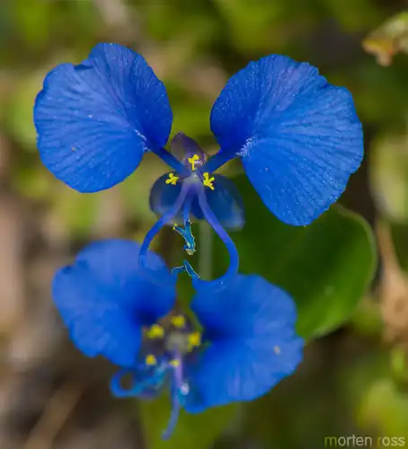 Foto dokumenter Commelina forskaolii