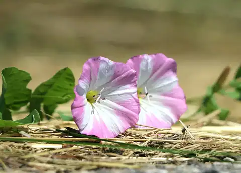 Foto dokumenter Convolvulus arvensis