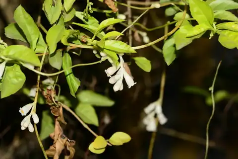 Foto dokumenter Cuscuta reflexa
