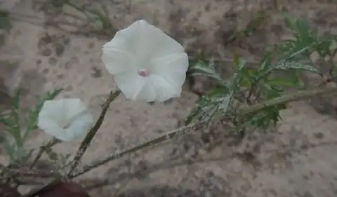Foto dokumenter Ipomoea coptica