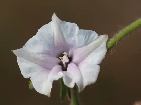 Foto dokumenter Ipomoea eriocarpa