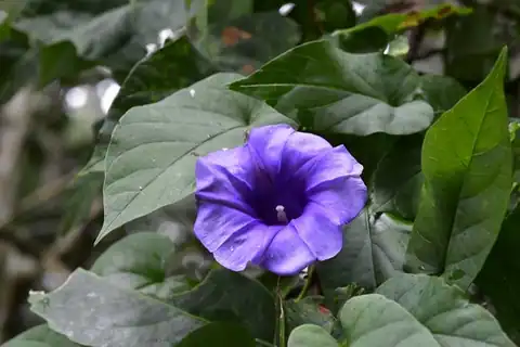 Foto dokumenter Ipomoea lindenii