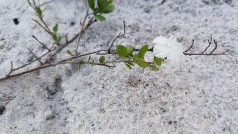 Foto dokumenter Jacquemontia reclinata